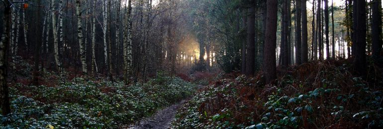 Jersey’s Century-Old Branchage Law Faces Calls for Revisions to Protect Local Habitats