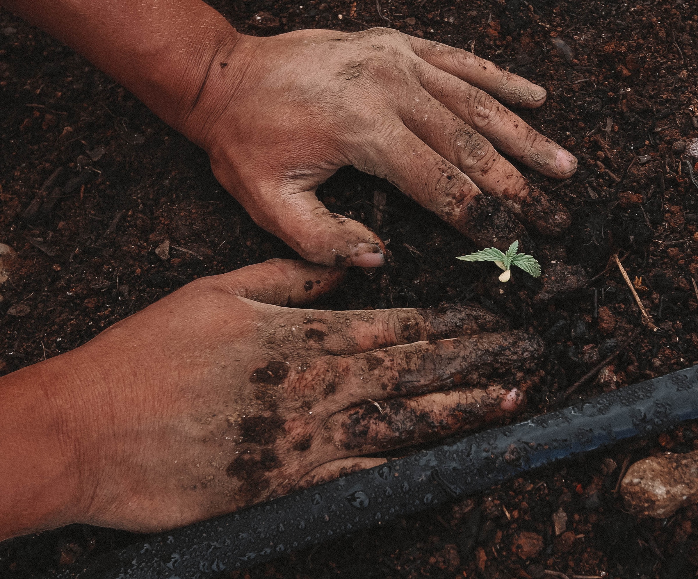 Climate change has a major impact on farmers' harvests