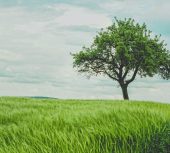 The Rebirth of Cubbington’s Ancient Pear Tree: Nature’s Remarkable Resilience Against HS2’s Progress