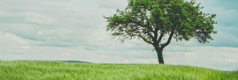 The Rebirth of Cubbington’s Ancient Pear Tree: Nature’s Remarkable Resilience Against HS2’s Progress