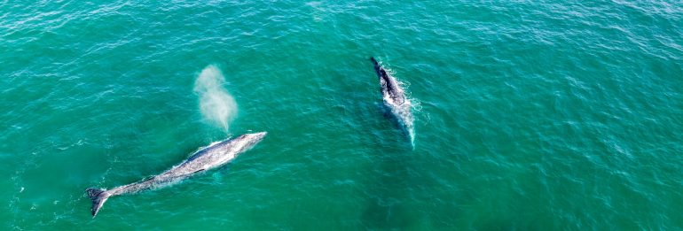 Gray Whales Under Threat: The Arctic’s Shrinking Ice and Its Grave Implications