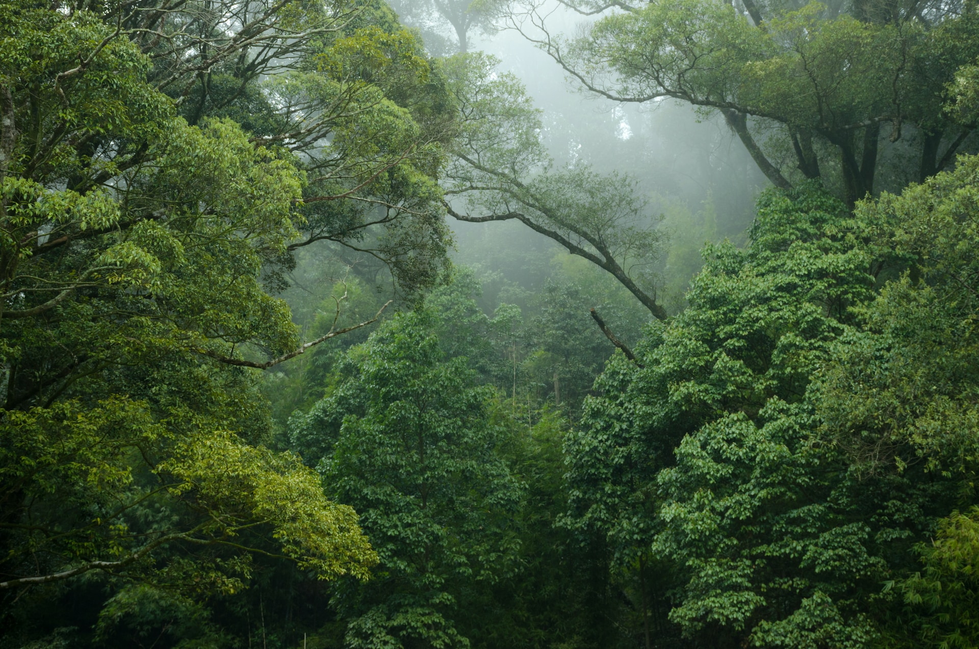 Critics argue that the road's revival could spell disaster for the rainforest