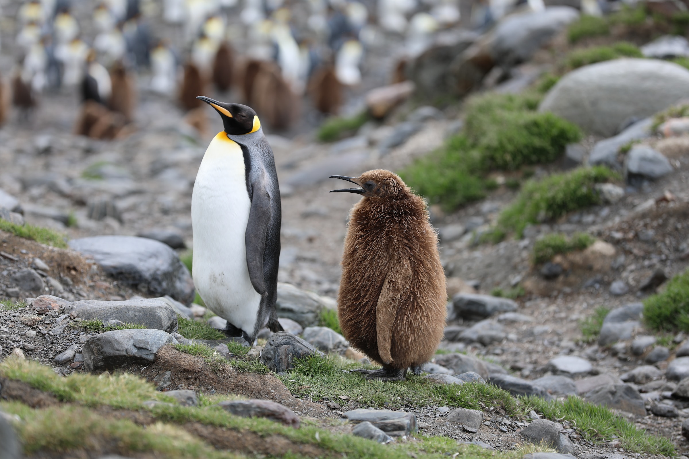 Penguins also suffer from melting ice