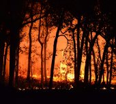 Uncontrolled Wildfires in the Amazon: A Global Climate Emergency