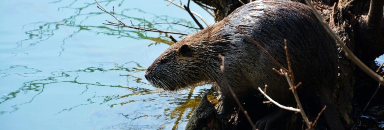 Beavers: London’s New Eco-Engineers