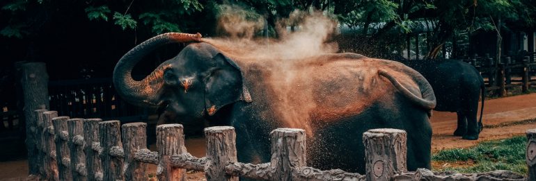 The Elephant Dilemma: Sanctuary or Captivity?