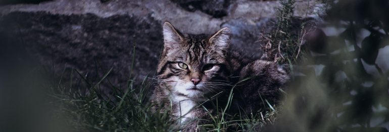 Reviving the Wildcats: A Conservation Triumph in the Scottish Highlands