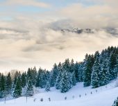 Christmas Trees in France: A Green Dilemma