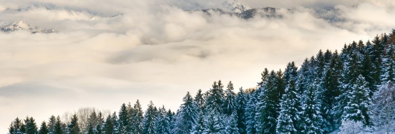 Christmas Trees in France: A Green Dilemma