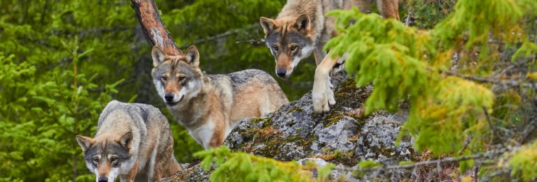 Wolves are protected: Ukraine is preparing legislative measures to protect forest orderlies