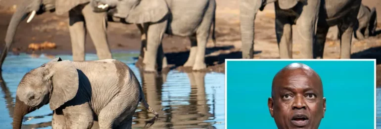 Botswana is preparing to send 20 thousand elephants to Germany as a “gift”