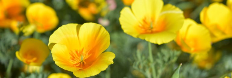 Decoration of the Red Book: discovery of a rare flower in a Ukrainian national park