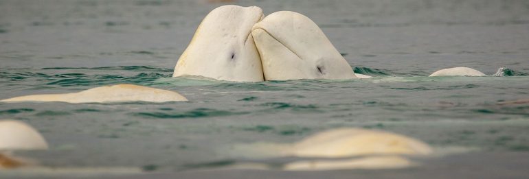 Relocation of Ukrainian beluga whales to Spain: new inhabitants of the ocean