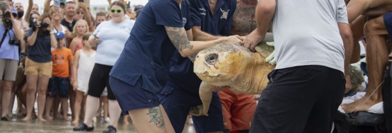 Recovered sea turtle: 375-pound giant returns to Atlantic after rehabilitation in Florida