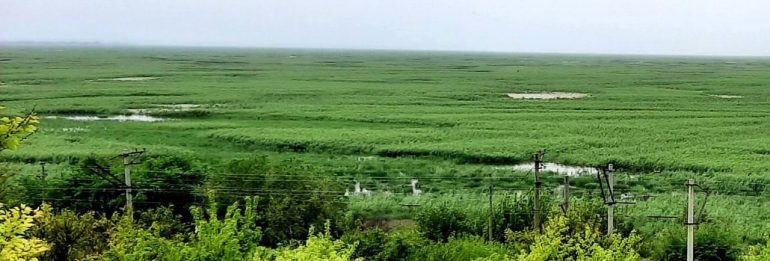 Nature is returning: a forest has grown on the site of the Kakhovka Reservoir, attracting wild fauna