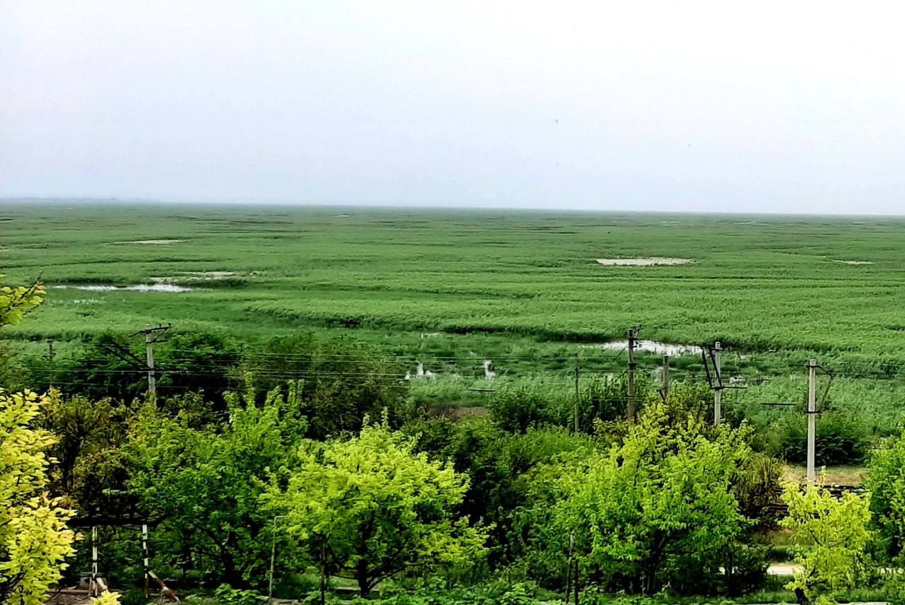 Nature is returning: a forest has grown on the site of the Kakhovka Reservoir, attracting wild fauna