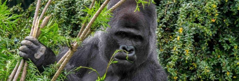 Self-medication in nature: gorillas reveal secrets of unknown healing plants