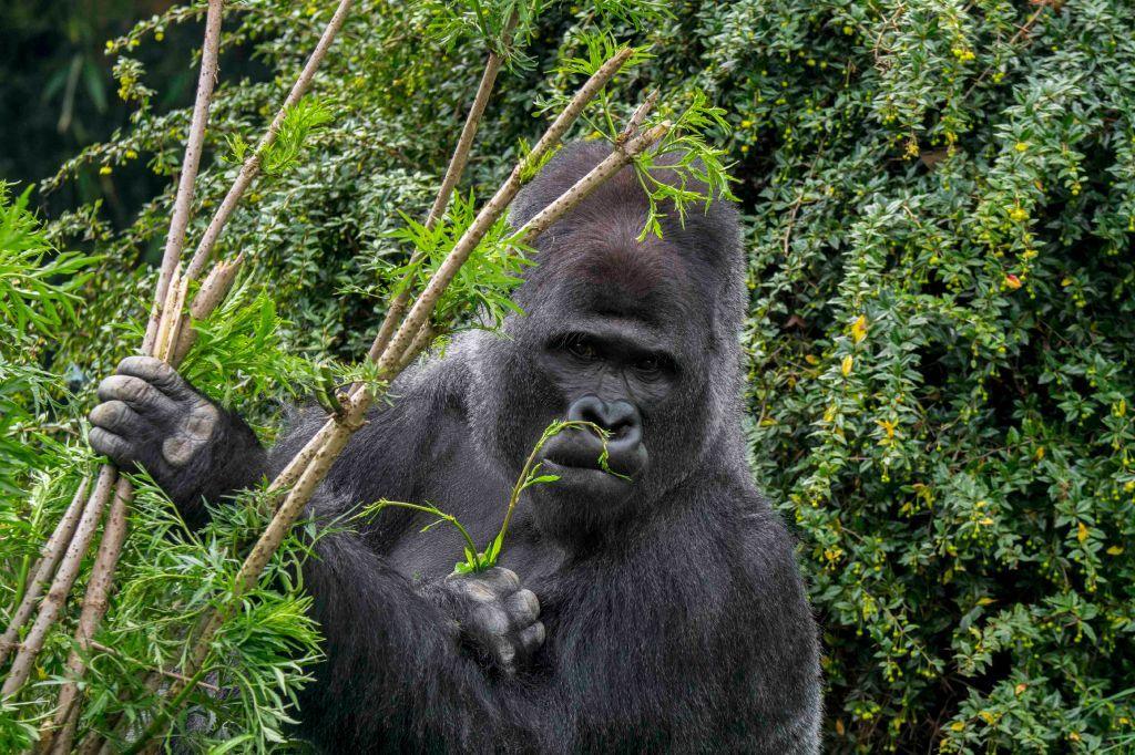 Self-medication in nature: gorillas reveal secrets of unknown healing plants