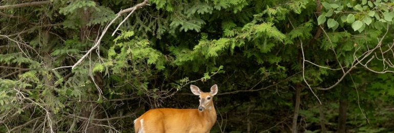 Michigan faces worst deer disease outbreak in 12 years, DNR says