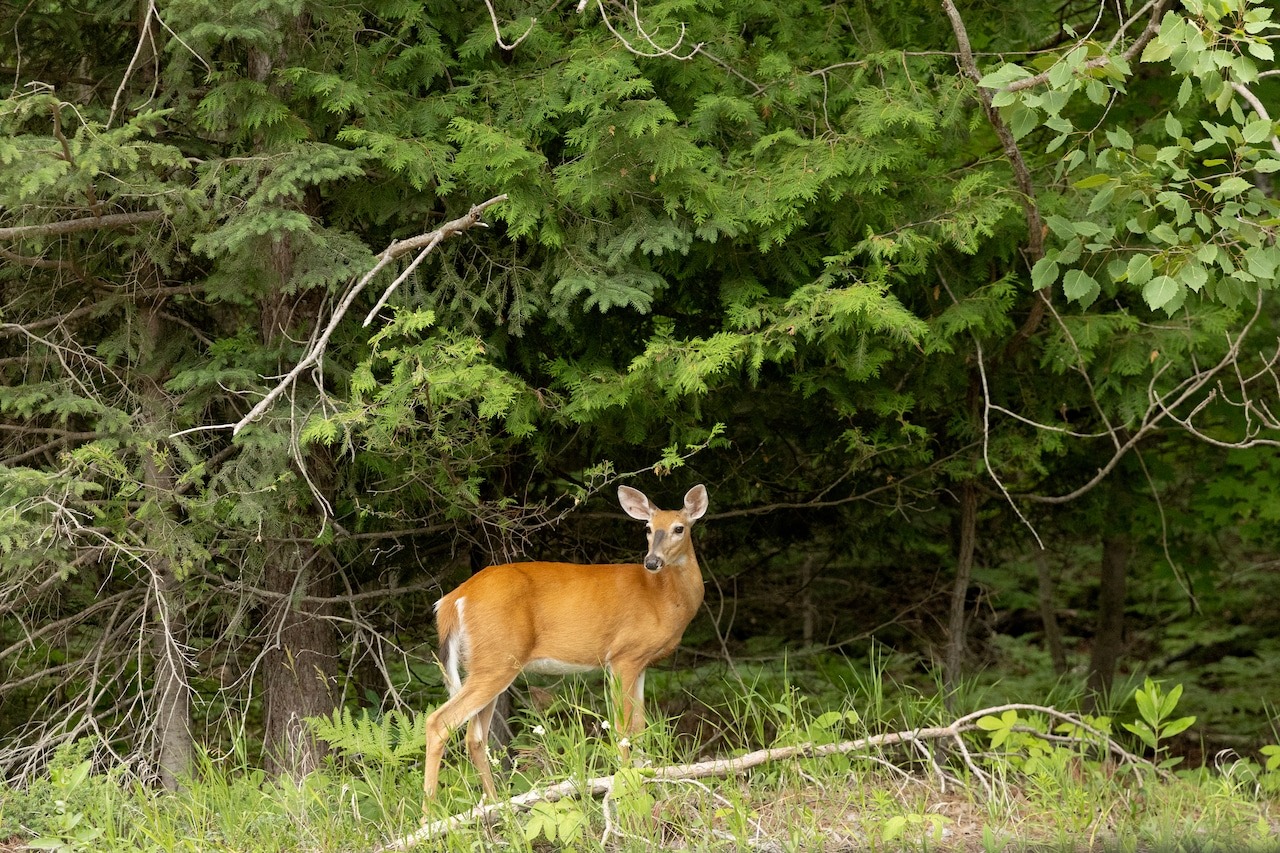 Michigan faces worst deer disease outbreak in 12 years, DNR says